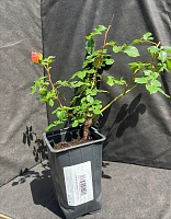 Роза английская кустовая Абрахам Дерби